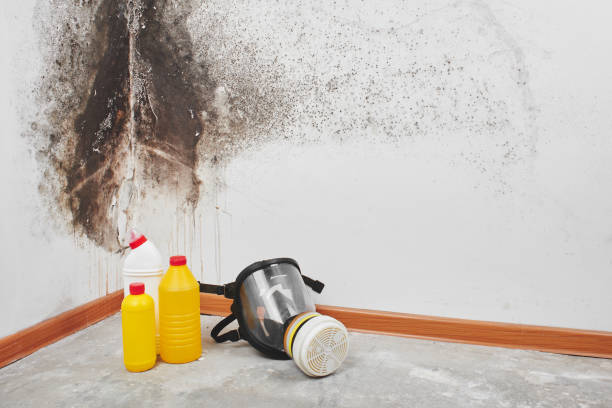 Best Mold Remediation  in North Newton, KS