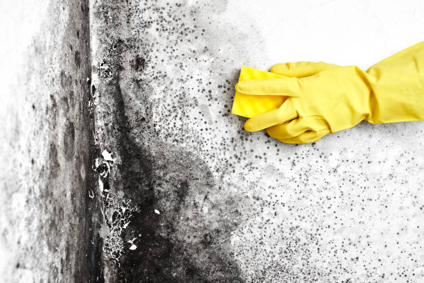 Best Crawl Space Mold Removal  in North Newton, KS