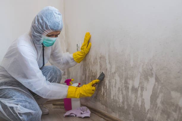 Best Fast Mold Removal  in North Newton, KS
