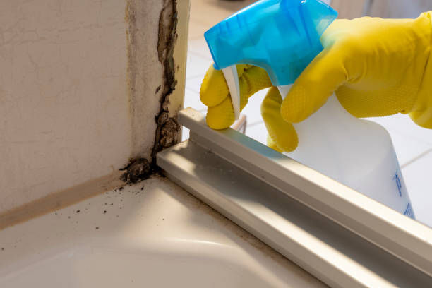 Best Professional Mold Removal  in North Newton, KS