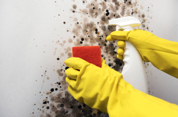 Best Mold Testing  in North Newton, KS