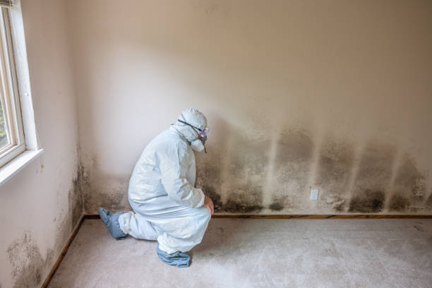 Best Affordable Mold Removal  in North Newton, KS