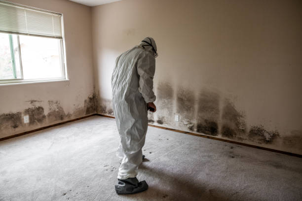 Best Mold Removal Near Me  in North Newton, KS