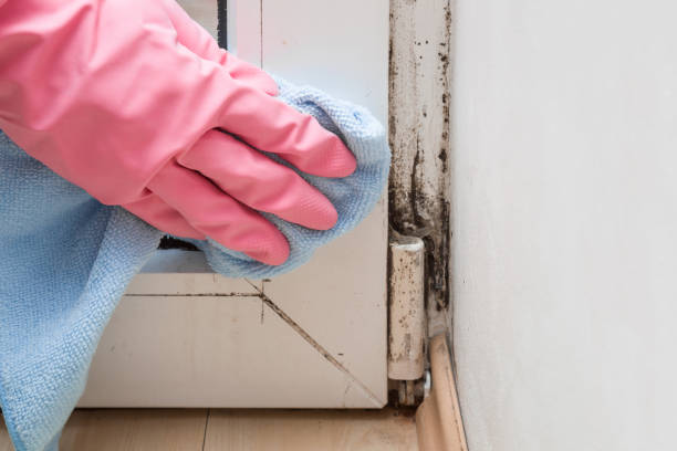 Reliable North Newton, KS Mold Removal Solutions