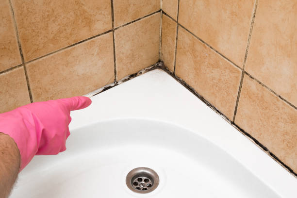 Best Attic Mold Removal  in North Newton, KS